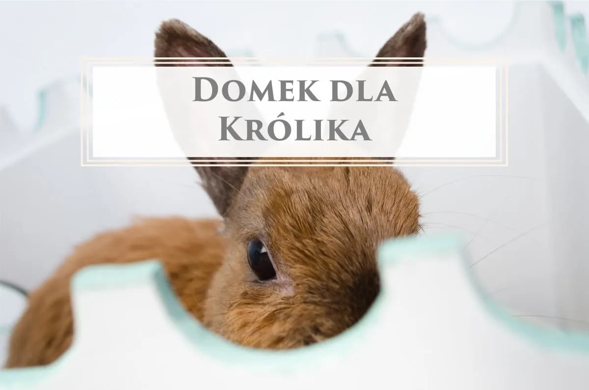 Jak zrobić plac zabaw dla królika, aby zapewnić mu radość i bezpieczeństwo