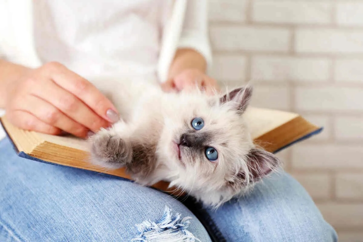 Kot przytulanka jaka rasa - odkryj najbardziej kochające rasy kotów