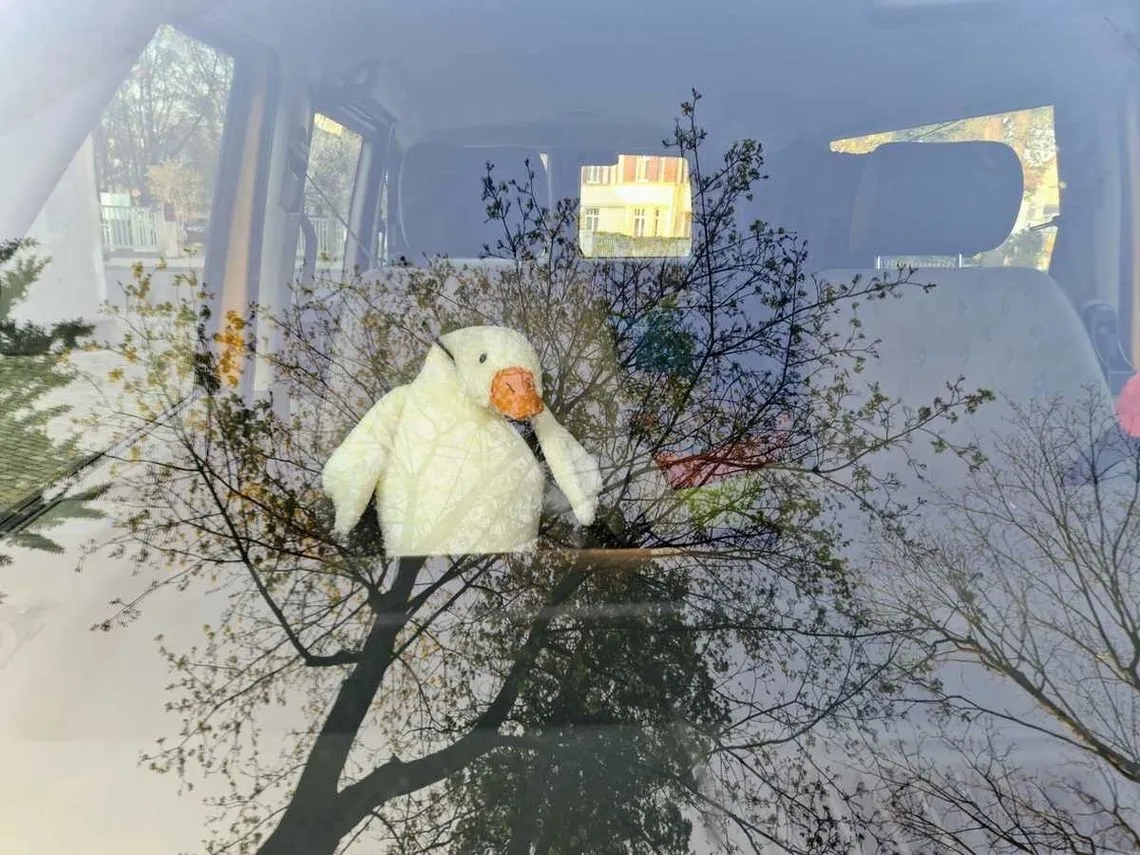 Skąd moda na pluszowe gęsi? Zaskakująca historia viralowego fenomenu